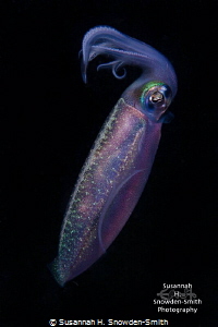 Caribbean Reef Squid
This is the actual color!  The squi... by Susannah H. Snowden-Smith 